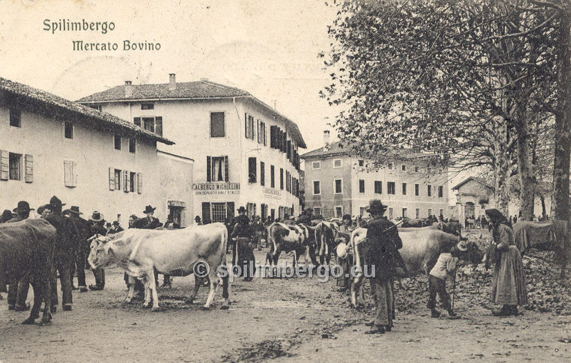 Spilimbergo, mercato Bovino 1905
